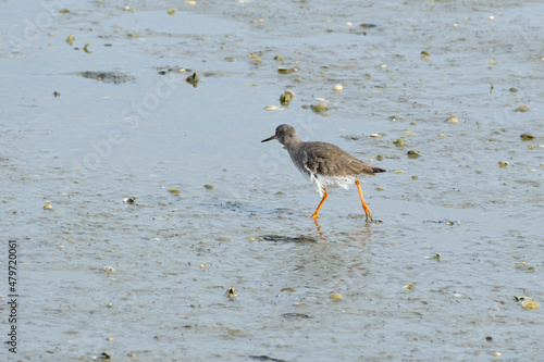 Rotschenkel (Tringa totanus) auch Limikolen genannt im Nationalpark Niedersächsisches Wattenmeer, Wangerooge, Ostfriesland, Niedersachsen, Deutschland photo