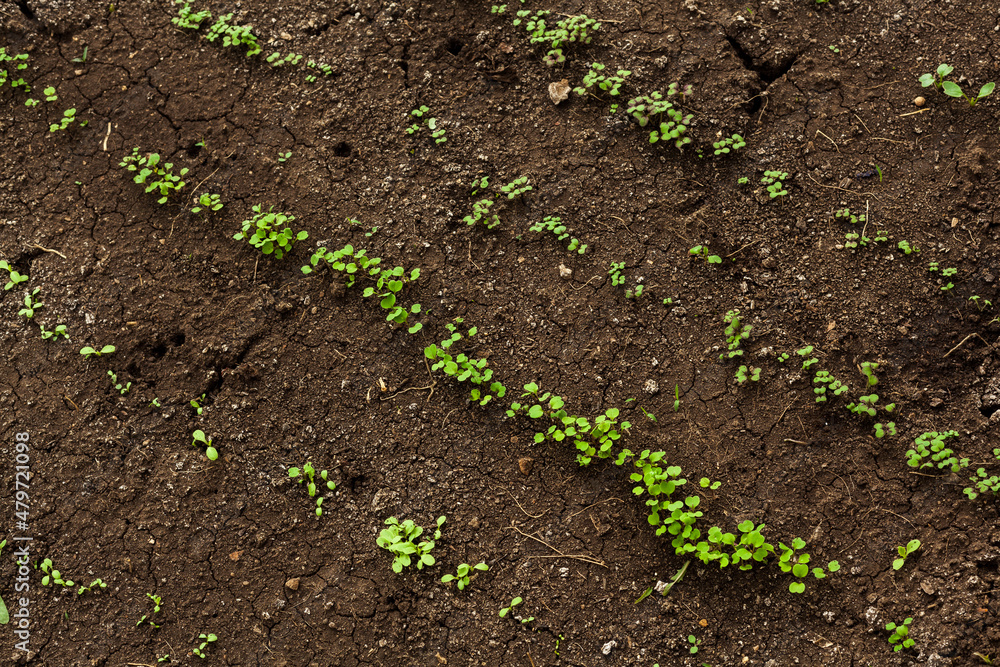small sprouts of microgreens of spinach, salad, lettuce, arugula in the ground. spring seedlings for the garden growing in the open field, gardening at home, planting background. organic food concept small sprouts of microgreens of spinach, salad, lettuce, arugula in the ground. spring seedlings for the garden growing in the open field, gardening at home, planting background. organic food concept