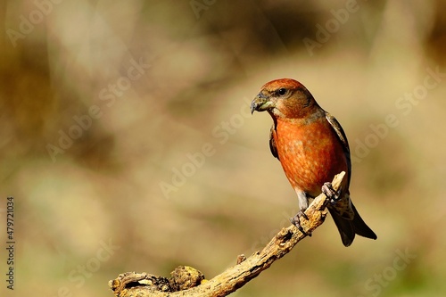 The common crossbill is a species of small passerine bird in the finches family. photo