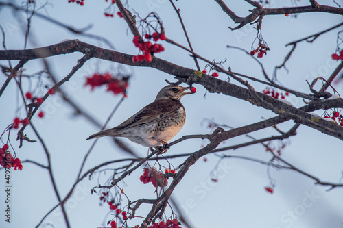 robin on a branch