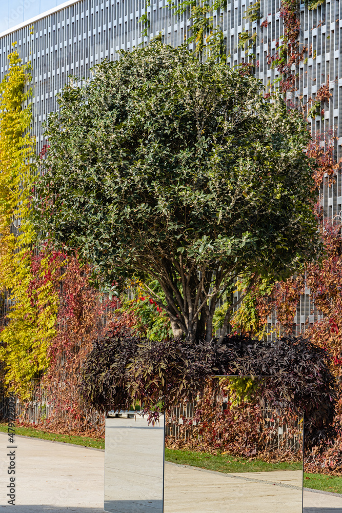Obraz premium Osmanthus fragrans trees (sweet or fragrant olive) in mirrored containers. Orange-red lianas on decorative wall. Public landscape park 