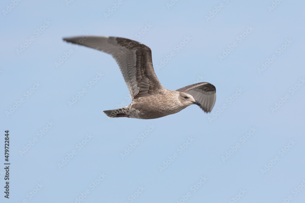 Obraz premium Young Slaty-backed gull e flies in the sky