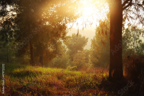 abstract dreamy photo of forest at sunset