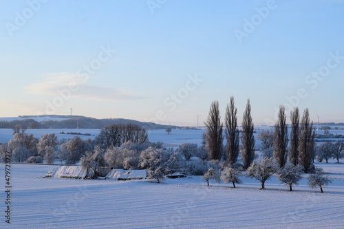 sechs Zypressen im Schnee am fr  hen Morgen