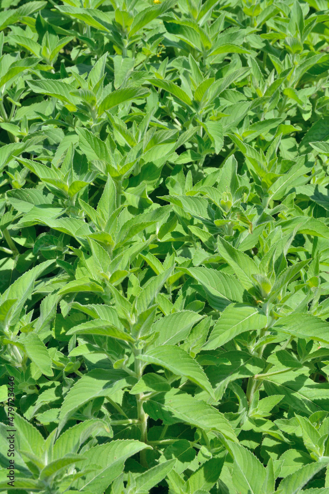Fototapeta premium Plants of mint