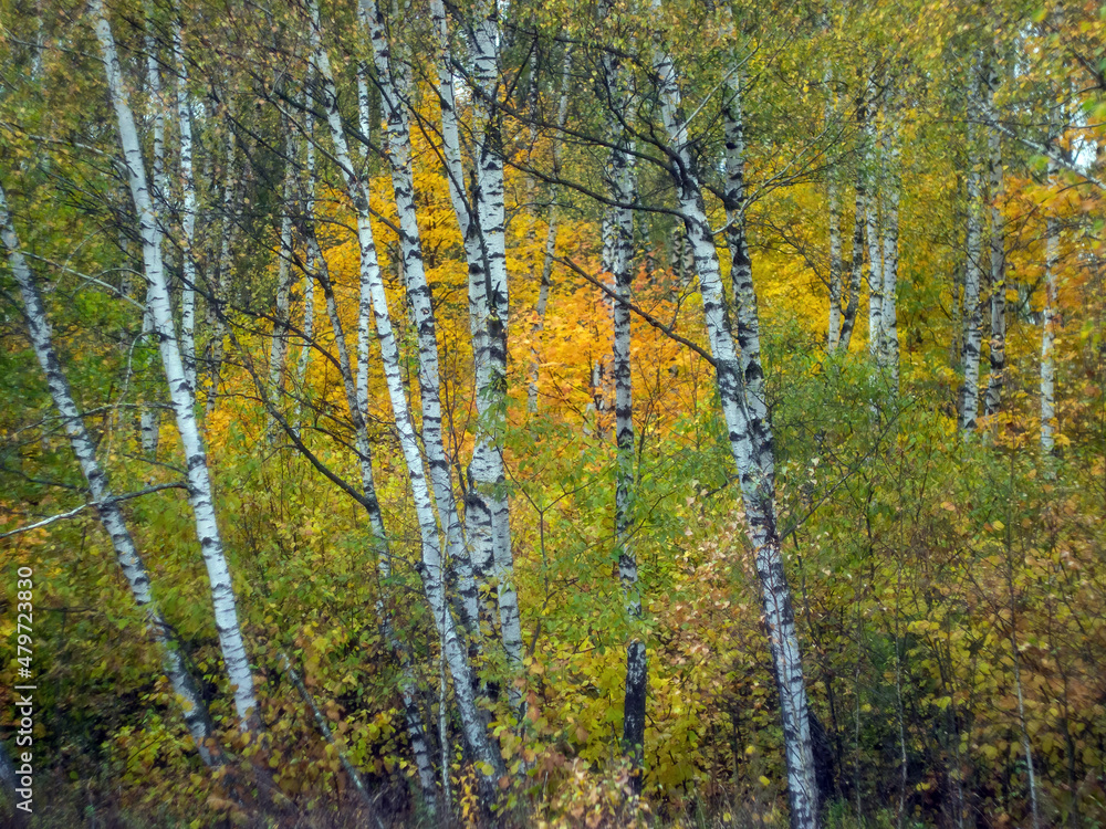 yellow foliage on birch trees in the forest