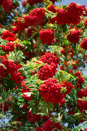 Rowan with bunches of ripe berries