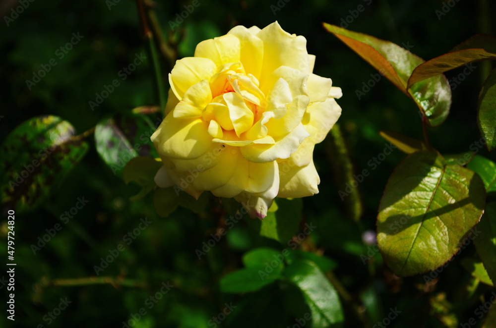 Yellow flower rose flowering in roses garden. Yellow flower rose flowering in roses garden.