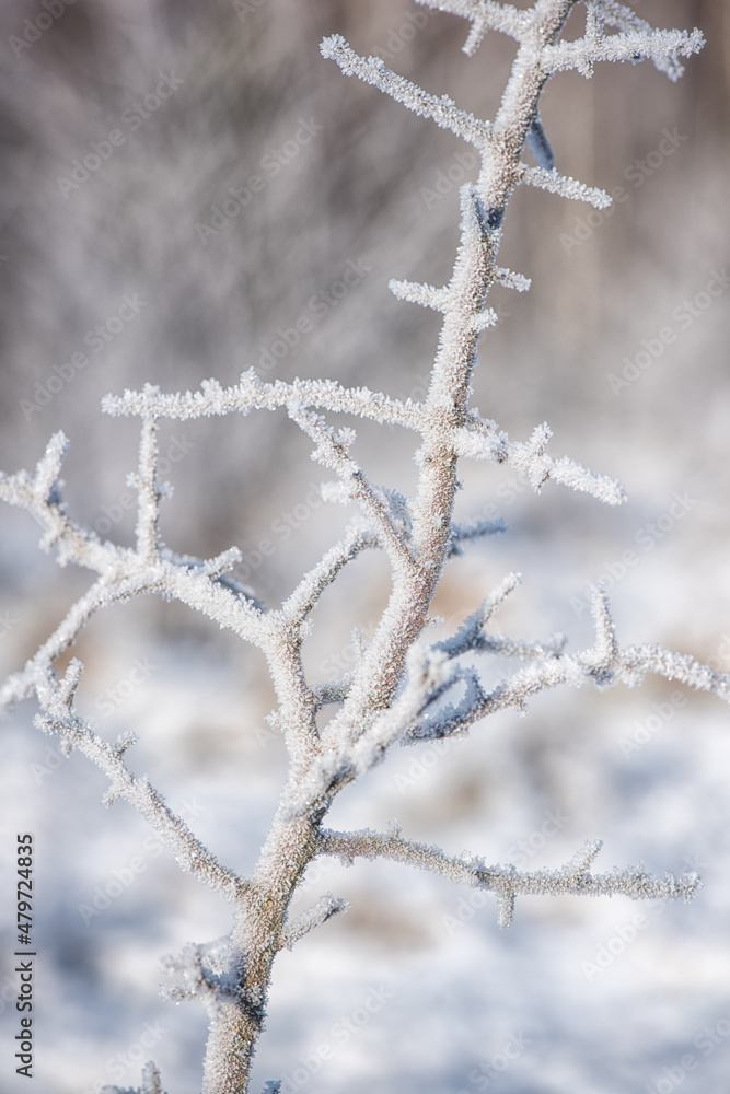 Frosted branch in harsh frost, cold winter, natural outdoor background Frosted branch in harsh frost, cold winter, natural outdoor background
