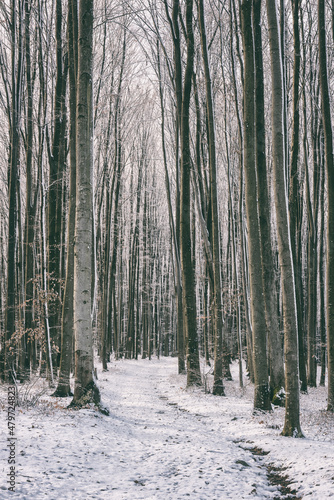 Beautiful winter landscape with beech forest in snow, trees and frosted leave...