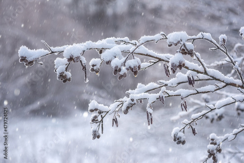 Frosted alder branch with fruits in snow during snowfall, beauty of nature, natural outdoor winter background