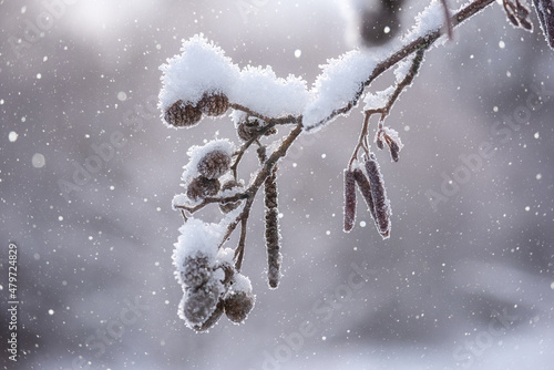 Frosted alder branch with fruits in snow during snowfall, beauty of nature, n...