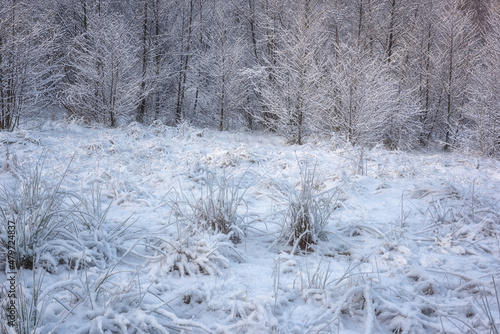 Scenic winter landscape with frosted grass and trees, outdoor travel seasonal...