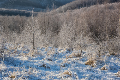 Scenic winter landscape with frosted grass and trees, outdoor travel seasonal...