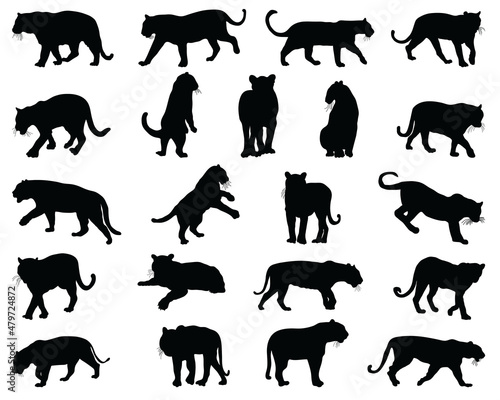 Black silhouettes of tigers on a white background