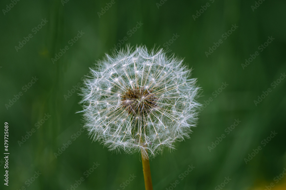 Selective focus on a Dandelion blowball with green background.