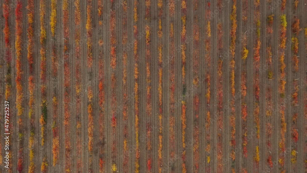 Drone shooting a colorful vineyard in autumn. Head over shot at high altitude Drone shooting a colorful vineyard in autumn. Head over shot at high altitude