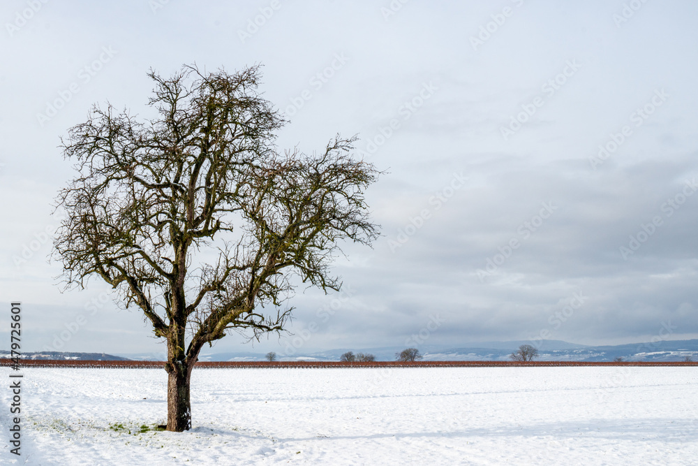 EInzelner Baum in einer WInterlandschaft EInzelner Baum in einer WInterlandschaft