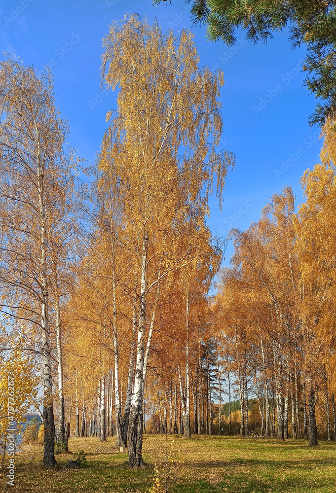 Golden autumn. The shore of the forest lake