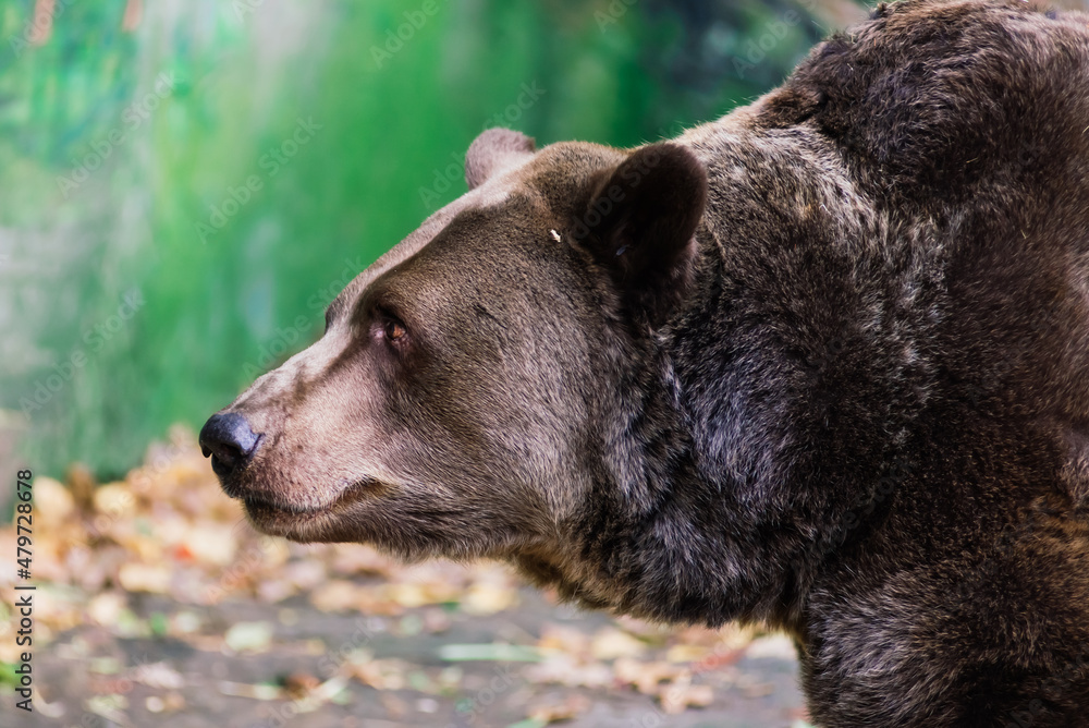 Canadian big brown bear moving in the park forest Canadian big brown bear moving in the park forest