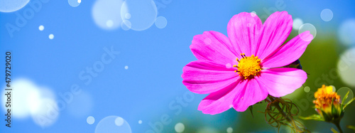 cosmos flower background ba...