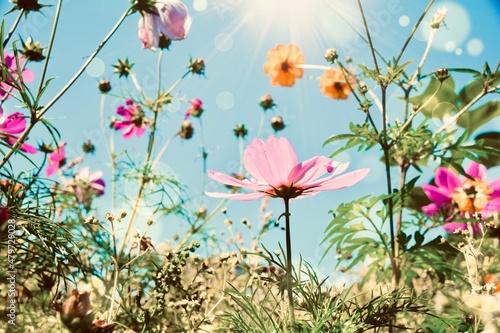 Colorful flower meadow with...