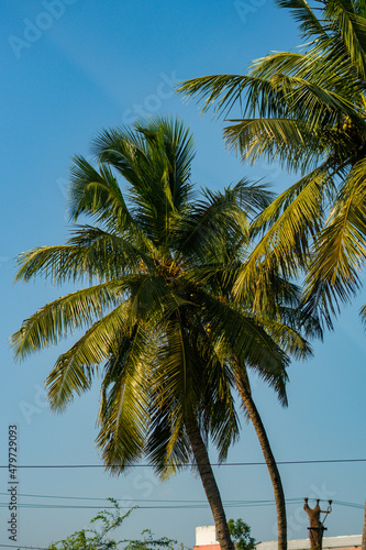 palm trees on the beach © RAKSTER