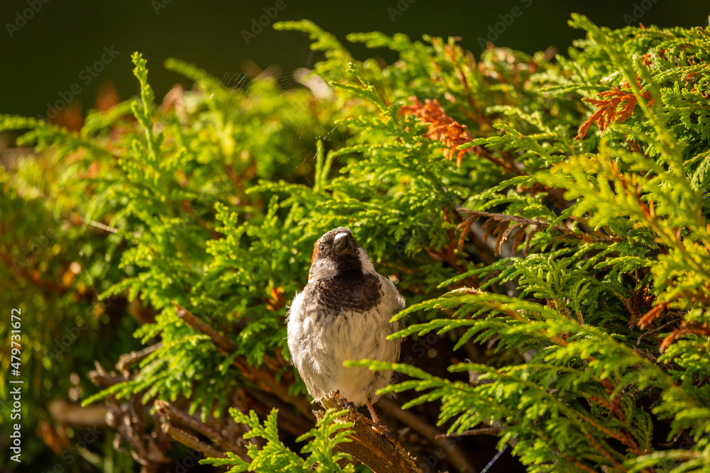 Obraz premium House Sparrow