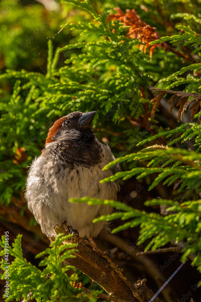 Obraz premium House Sparrow