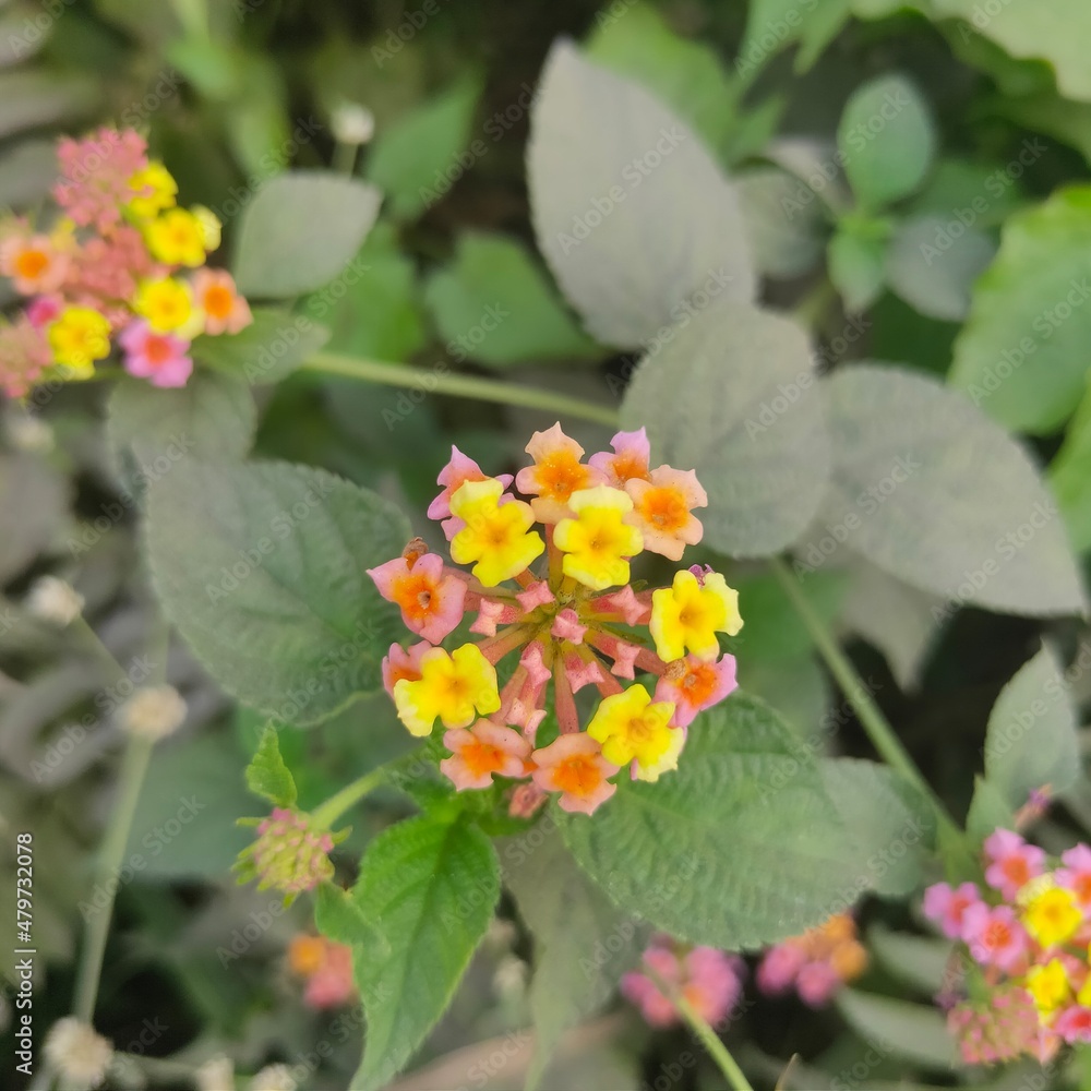 orange and yellow flowers orange and yellow flowers