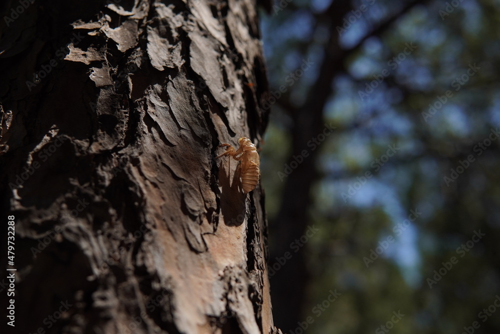 Obraz premium bug shell left on a tree