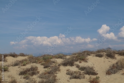 mare, viale alberato, viale in pineta marina, spiaggia, alba panorama, Rapallo, pini marittimi, costa ligure, toscana.