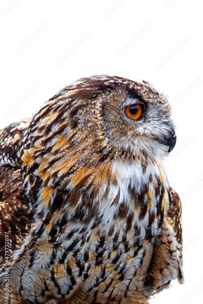 Hibou grand duc en gros plan sur fond blanc Hibou grand duc en gros plan sur fond blanc