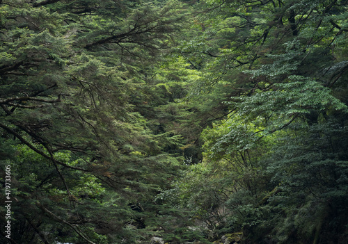 forest in the mountains