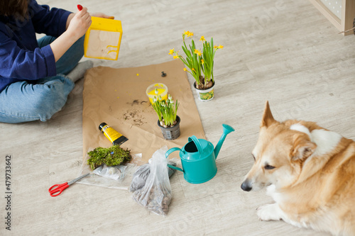 girl and corgi dog painting a yelow wooden pot for flowers at home - spring home renovation and diy projects for easter © Dina