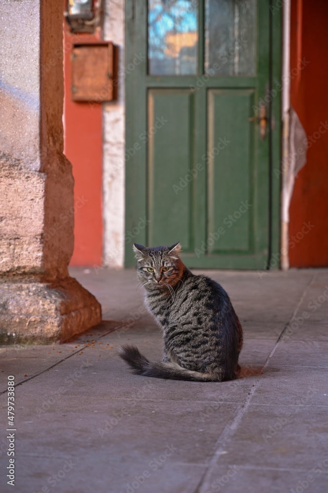 Obraz premium cat