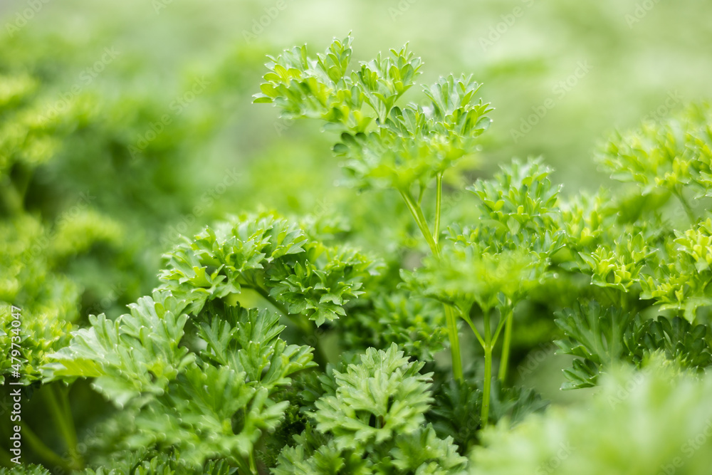 Fresh organic green parsley leaves in garden background. Close-up of greenery plantation. Healthy eating, natural food Fresh organic green parsley leaves in garden background. Close-up of greenery plantation. Healthy eating, natural food