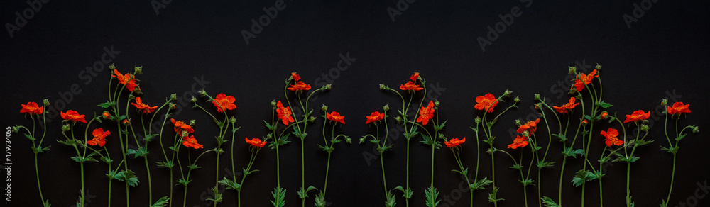 Fototapeta premium Red flowers of Geum coccineum in black background. Dark floral background, banner. Copy space.