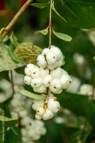 Close up view of Symphoricarpos albus, commonly known as the snowberry, waxberry, or ghostberry in Ryazan, Russia