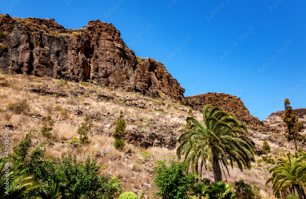 Flora of Gran Canaria, Canary Islands, Spain.