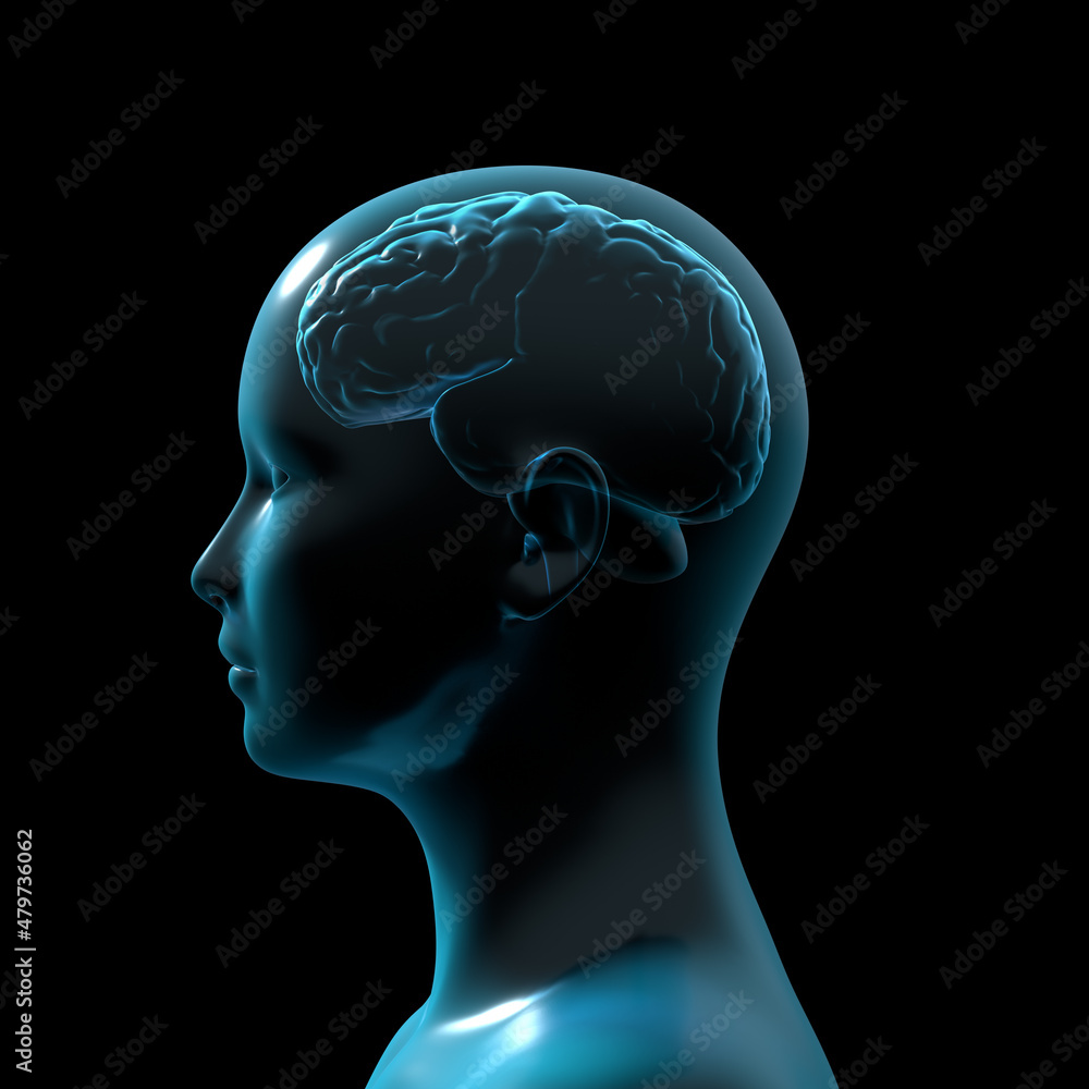 Obraz premium human brain anatomy, medical 3d