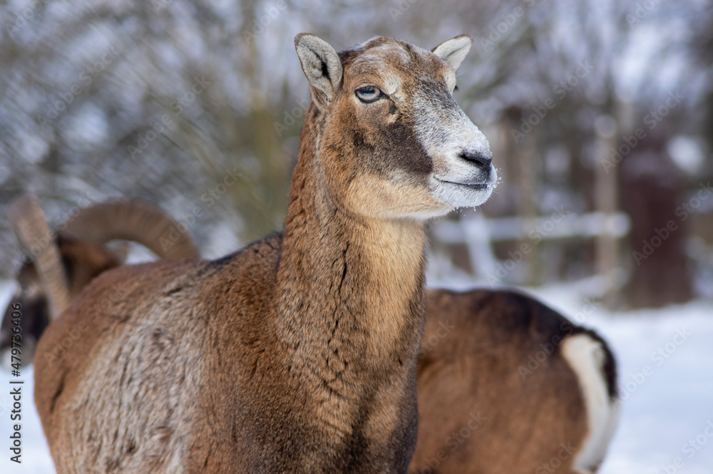 Herd of wild mouflon sheep on pasture during winter time walking in the snow, beautiful cold weather coated furry mammals