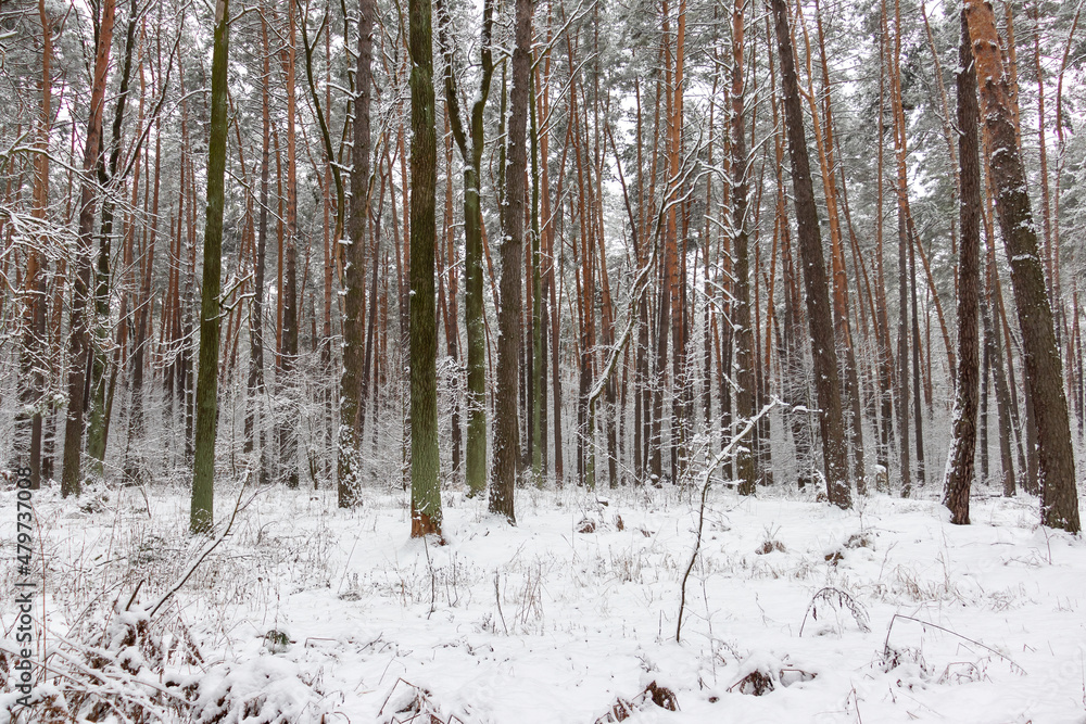 Beautiful forest winter, snowy landscapes. Snow lies on tree branches and on the ground. 