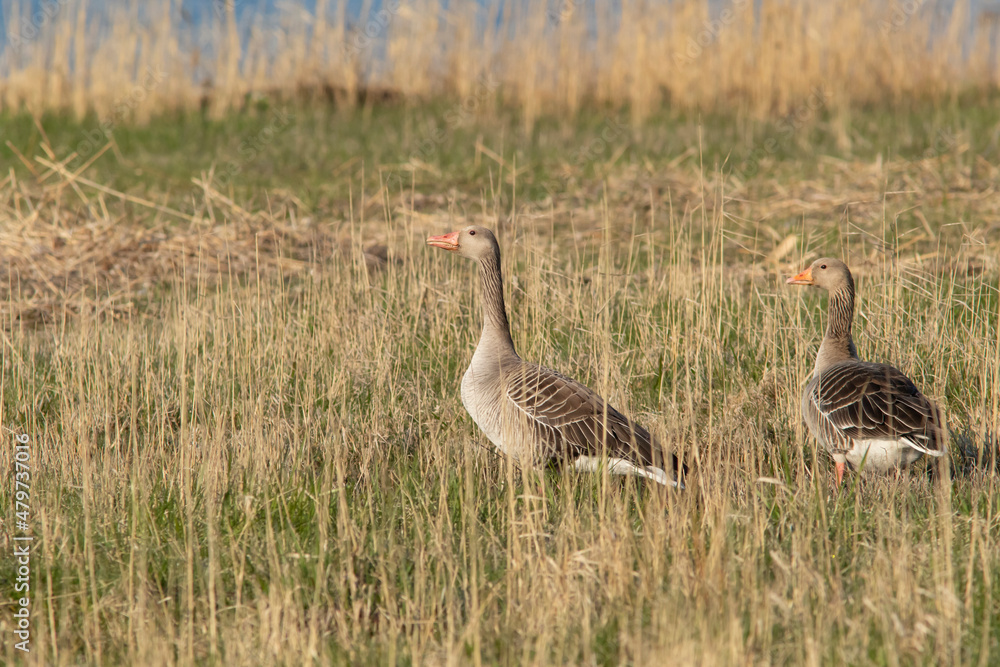A pair of Greylag goose (Anser anser) on a coastal meadows in Haapsalu, Estonia A pair of Greylag goose (Anser anser) on a coastal meadows in Haapsalu, Estonia