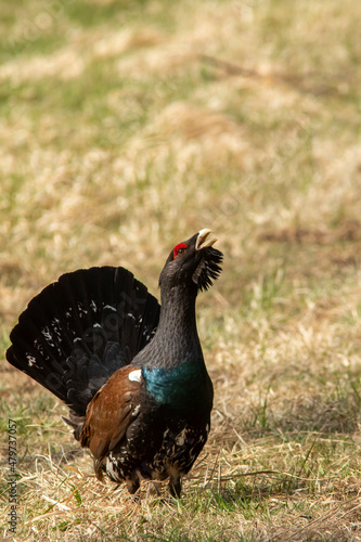 Large male western capercaillie (Tetrao urogallus) on the field in Estonian nature