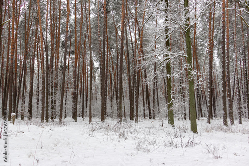 Beautiful forest winter, snowy landscapes. Snow lies on tree branches and on the ground. 