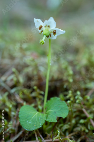 Moneses uniflora, the one-flowered wintergreen blooming during spring in Estonian nature