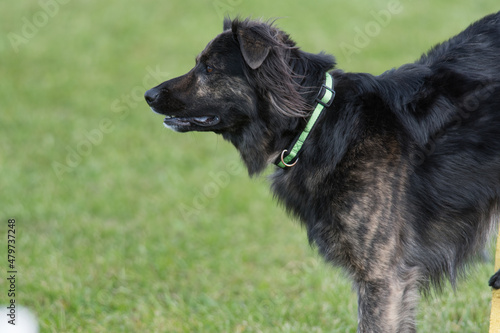 Agility dog focused © Kyle