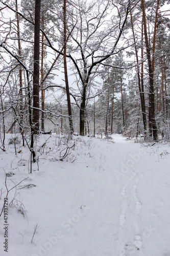 Beautiful forest winter, snowy landscapes. Snow lies on tree branches and on the ground.  © homeworlds