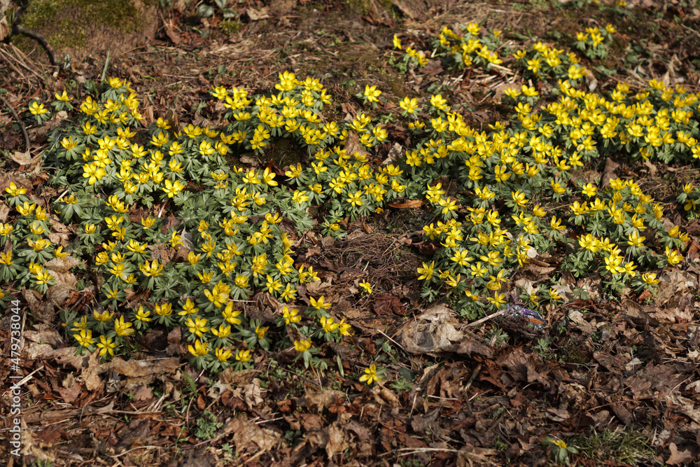 Yellow spring primroses in a flower bed. Yellow spring primroses in a flower bed.